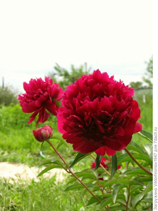 Приятных,радостных Вам выходных!