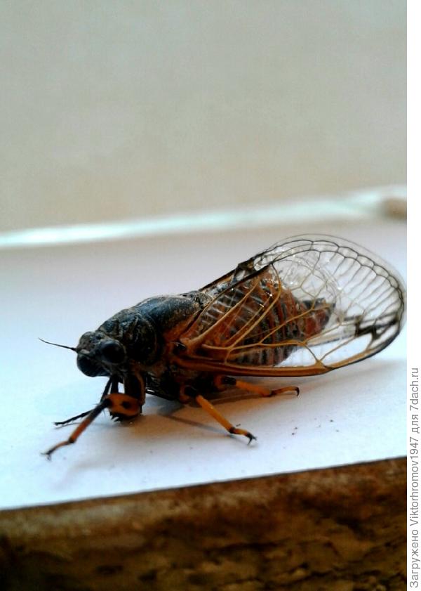 Вот я какая путешествинница.