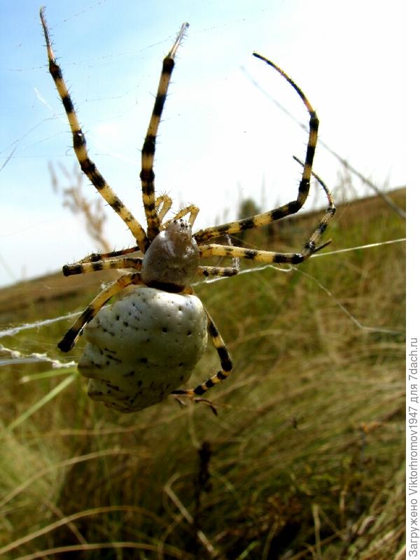 Кажется его зовут - паук Оса или паук Зебра