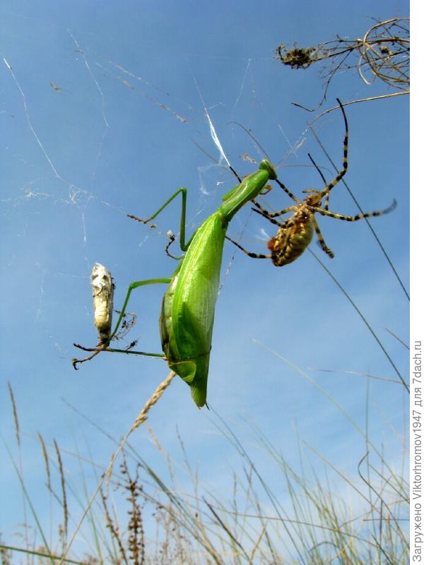 Начало схватки.