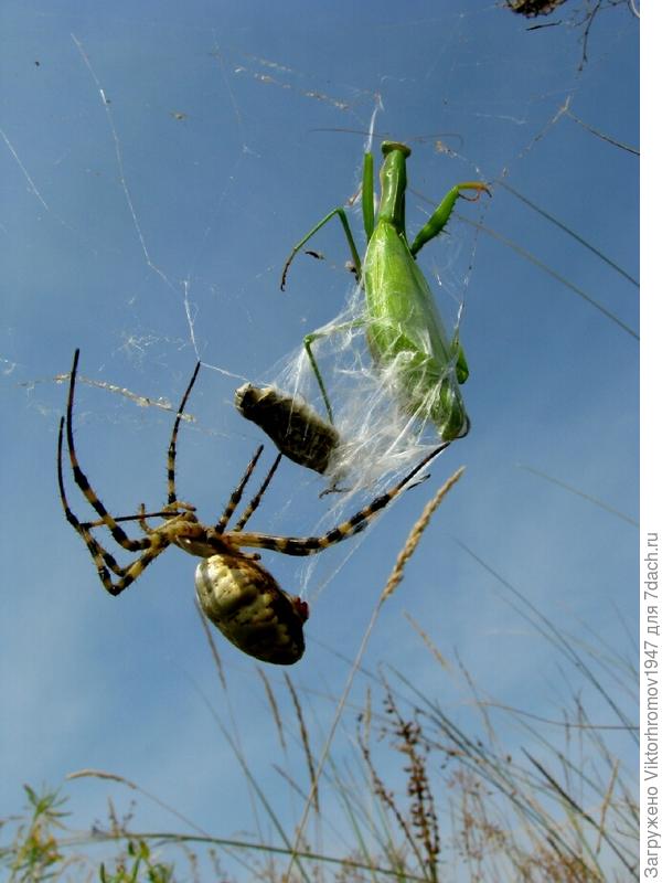 Перетянул лапы и всё.