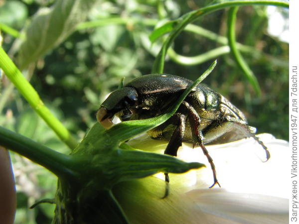 Я не вегетарианец. Я наверное полезный?