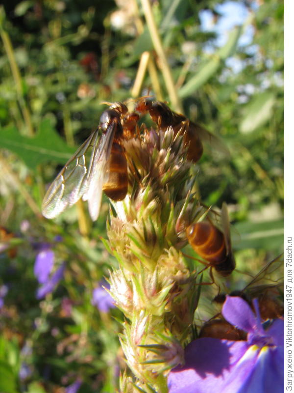 Куда они улетают?