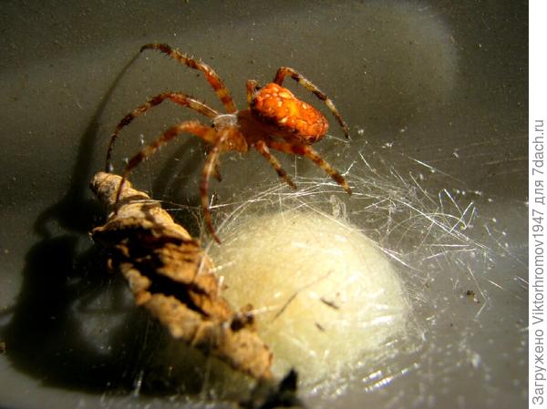 Вредный или полезный?