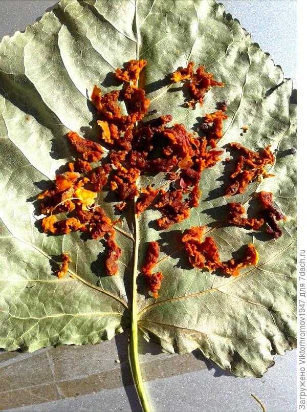 Сушится на кленовом листе, это только для фото.