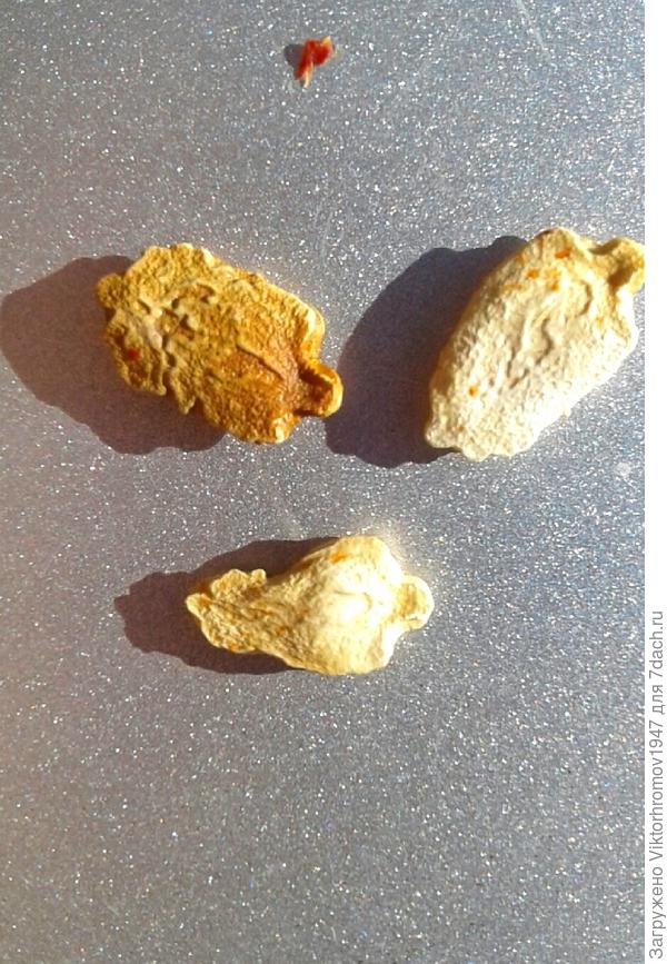 Семена этого года.