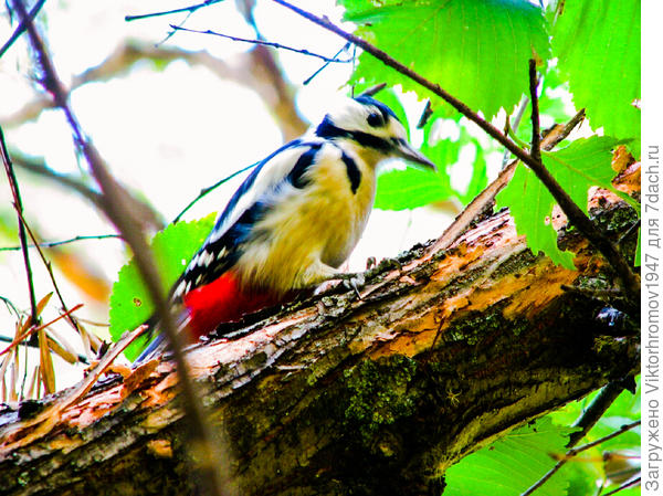 У него и шапочка красная.