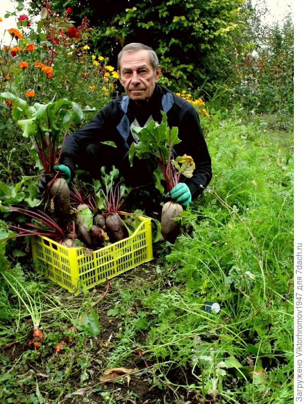 Со свеклой было проще, тем более в рукавицах с клыками от фирмы Garden Genie Gloves.