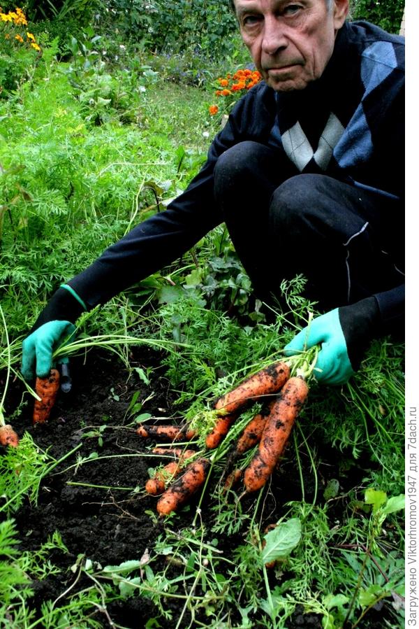 Они удерживают и легко вытаскивают морковку из земли.