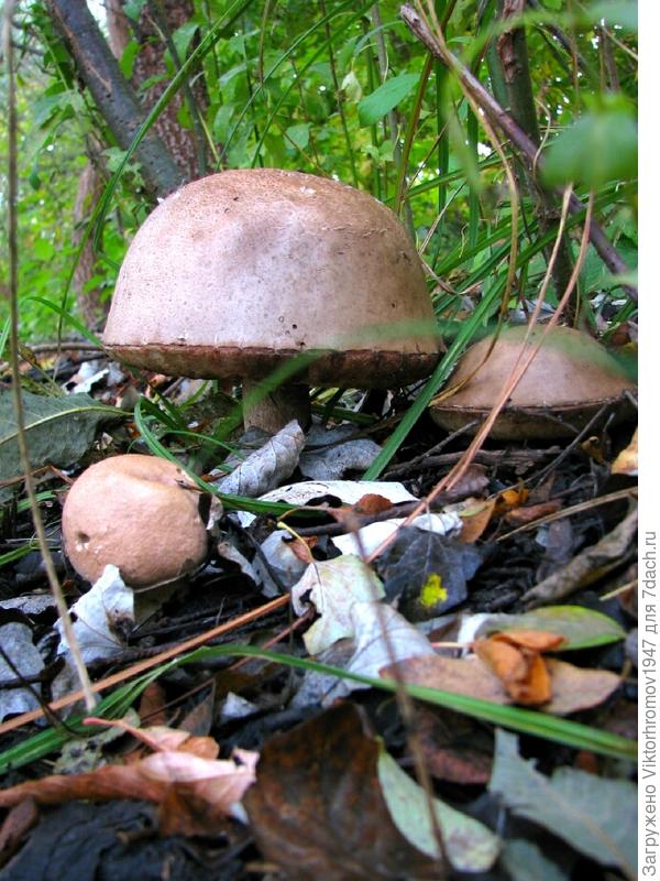 Не горький. Почти безвкусный и лёгкий запах грибов. Утром собирались жарить? Может выбросить? Не было бы интернета...уже съели бы! Ну палец в верх или вниз?!?