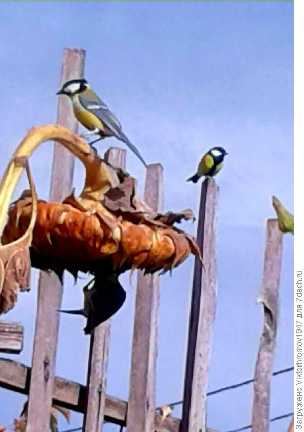 Спасибо! За кормушку.