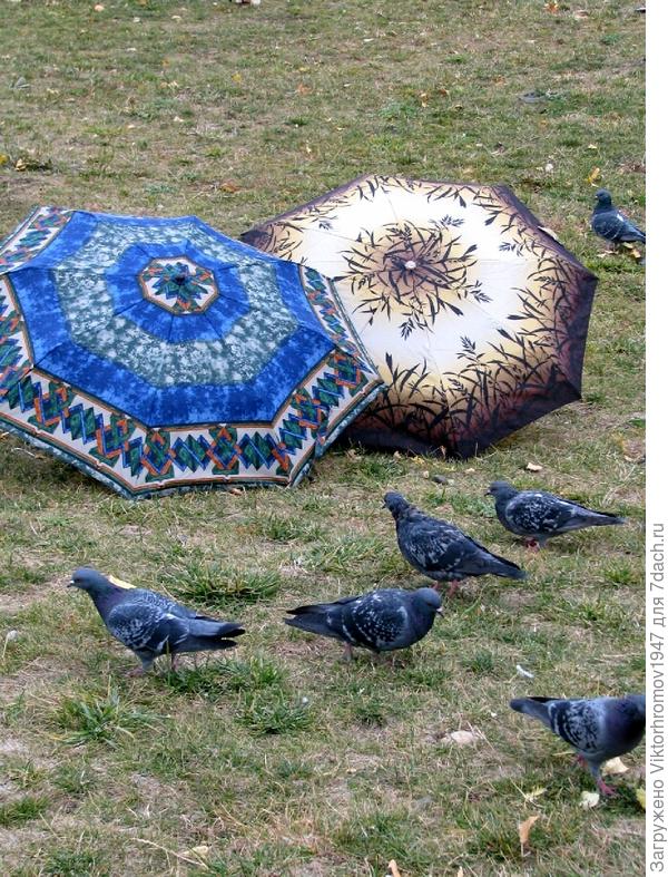 Зонты и голуби.