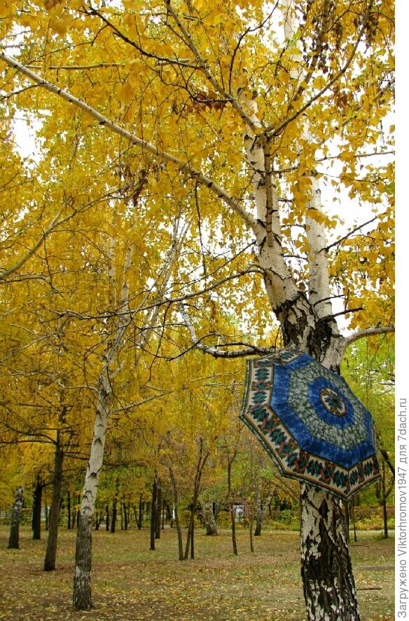 Осень в берёзовом лесу.