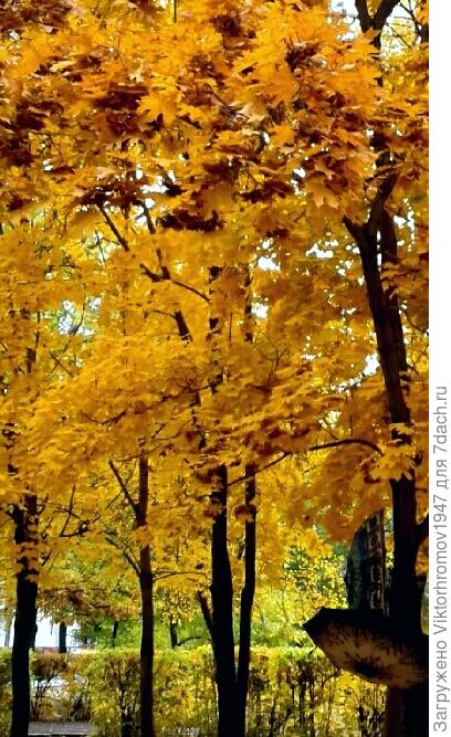 Всё это похоже на красивую сказку...