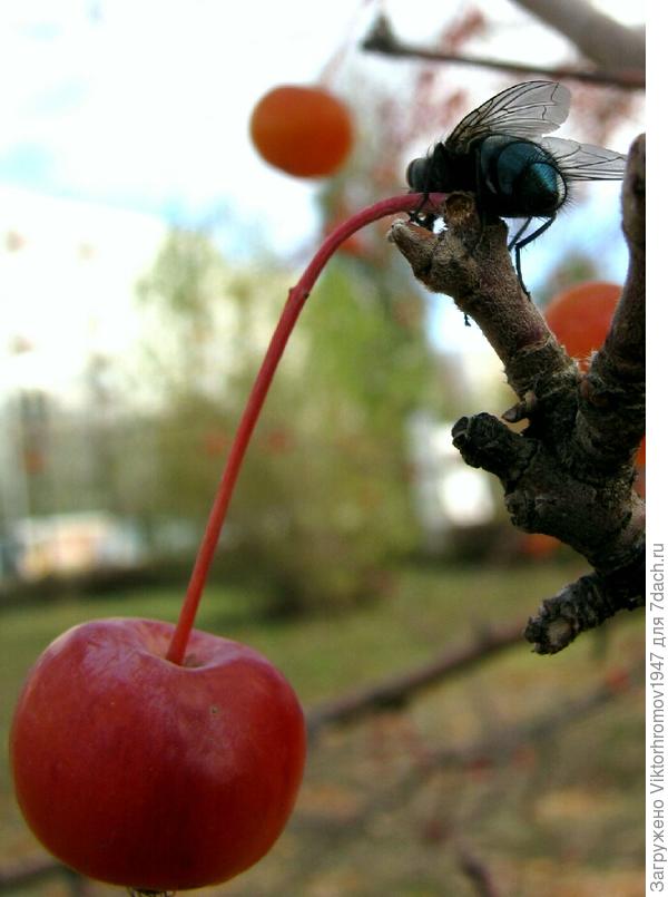Сейчас перегрызу и домой унесу.