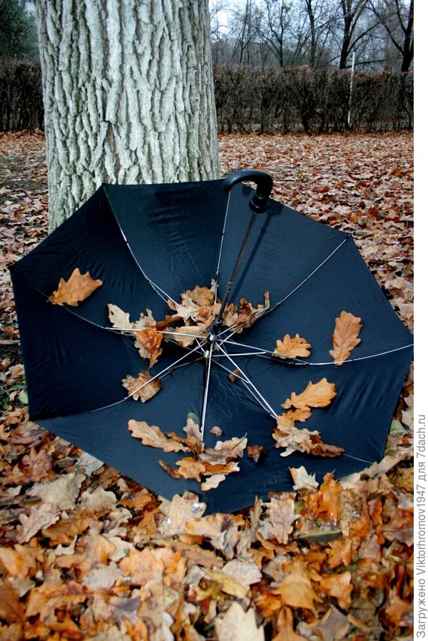 на дубовых листиках.