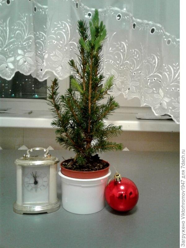 Видно, свежие зелёненькие побеги.