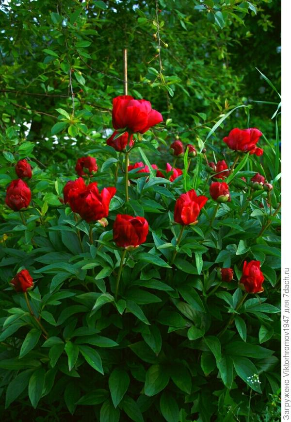 Мой любимый!