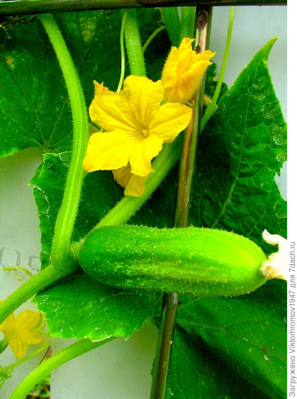 Домашний огород.