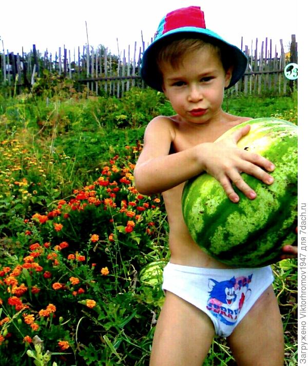 Конечно первую ягоду доверили сорвать внуку.