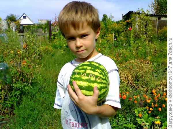Именной арбуз. Делается надпись иголкой на ещё совсем малюсеньком с теннисный шарик арбузике.