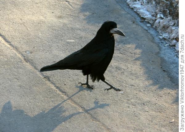 По походке видно, что весна "не за горами!"