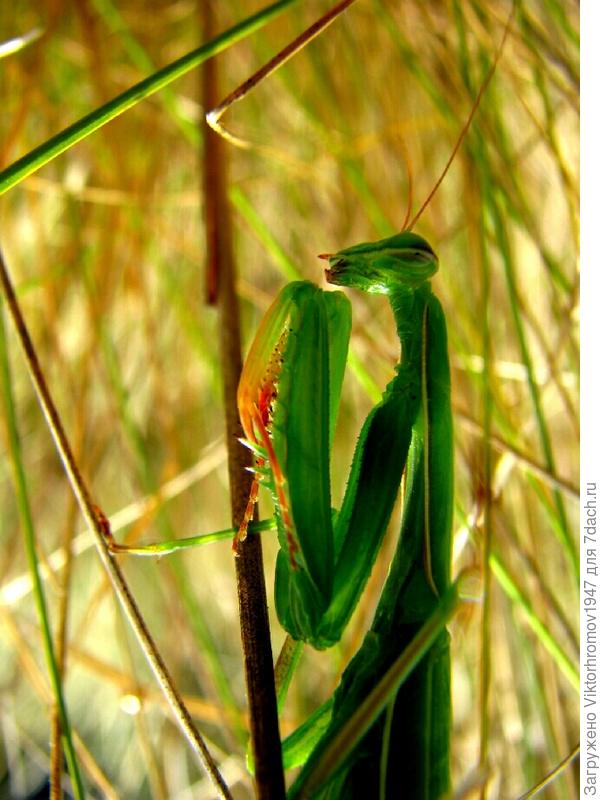 Ну чем не красавец!