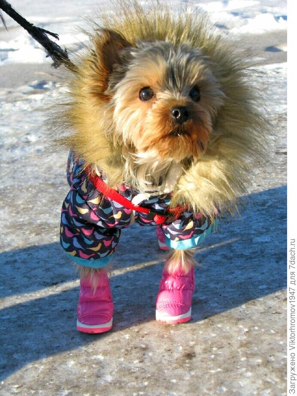 Или не нату лапу?