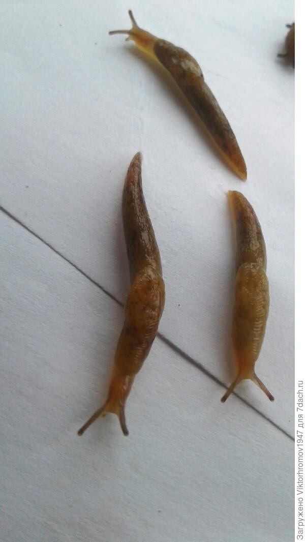 Вот так мы выглядим и кушать всегда хотим.