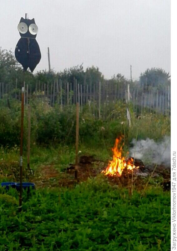 На охране клубники.