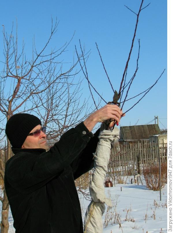 Создание кроны деревьям.