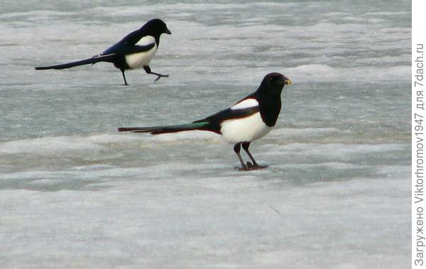 Сороки - белобоки.