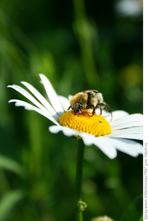 Спасибо пчёлкам.