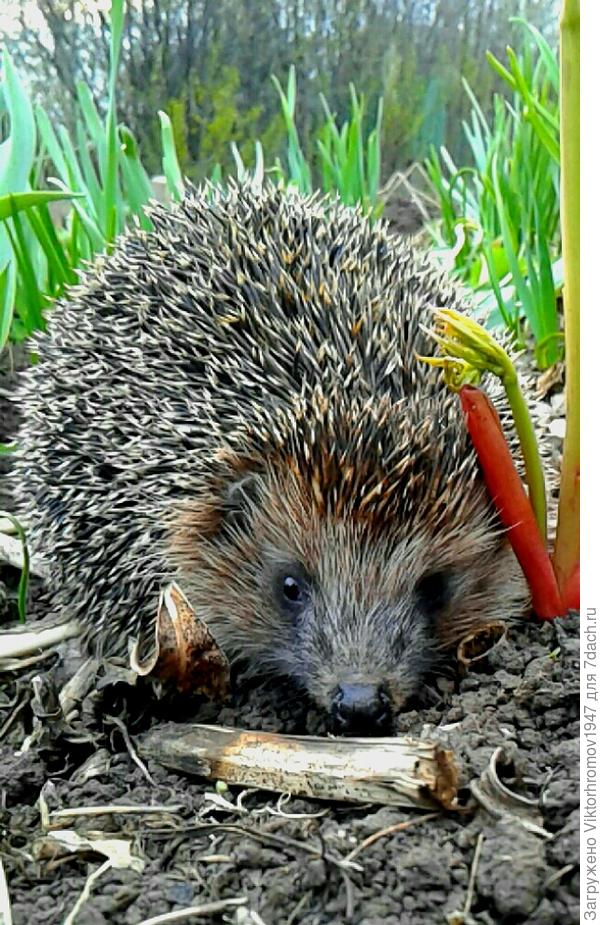 Ёжик.