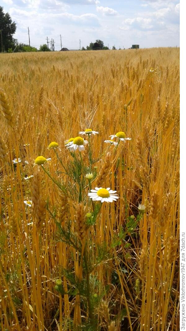 Лечебный бывает! Ромашка аптечная.