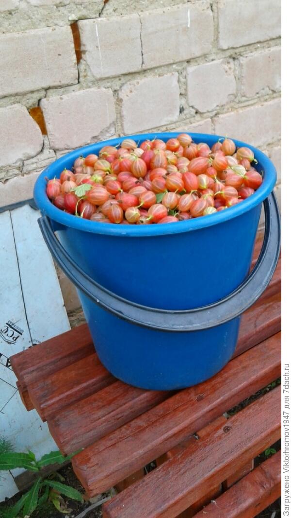 Основной измерительный прибор дачника...Ведро.