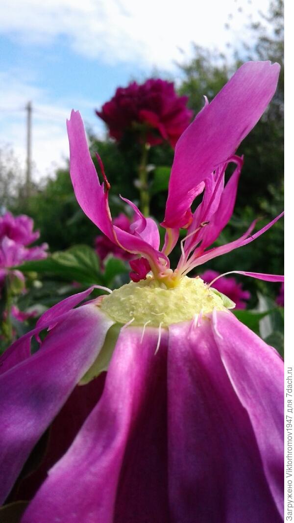 Вот...Такая я!