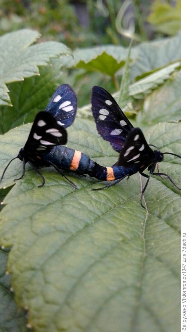 Теперь не улетишь!