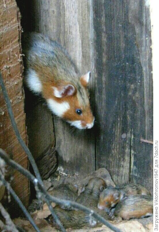 Мама Хомяк спасает детёнышей.