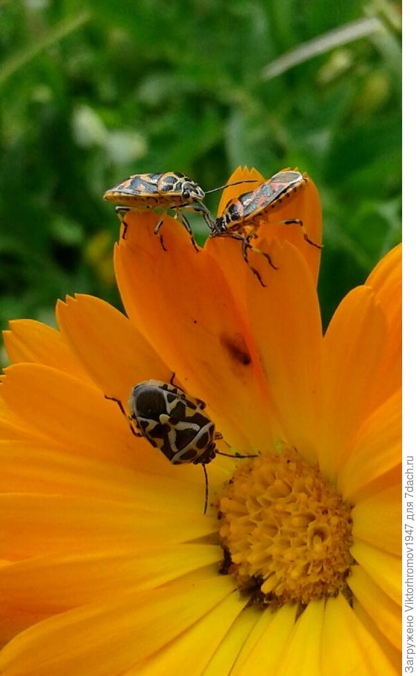 Любовный треугольник.(как у людей)