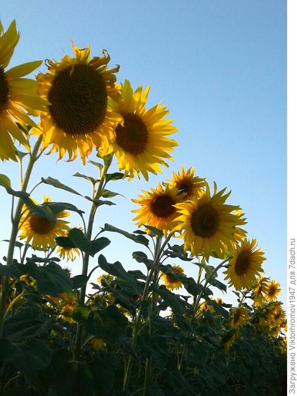 Загородка от соседки.