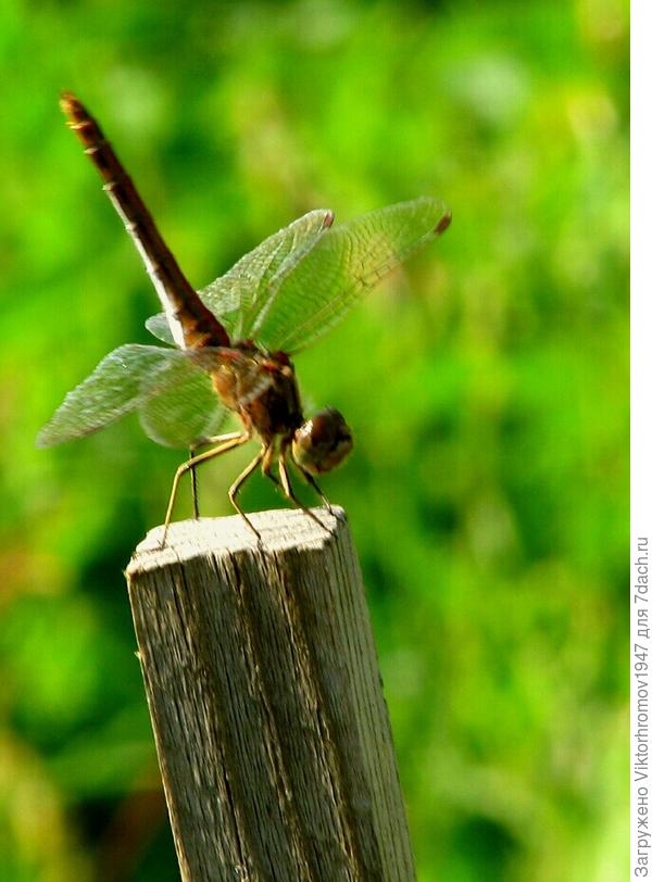 Дачница в огороде...