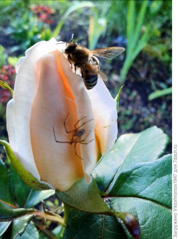 И будешь первый.