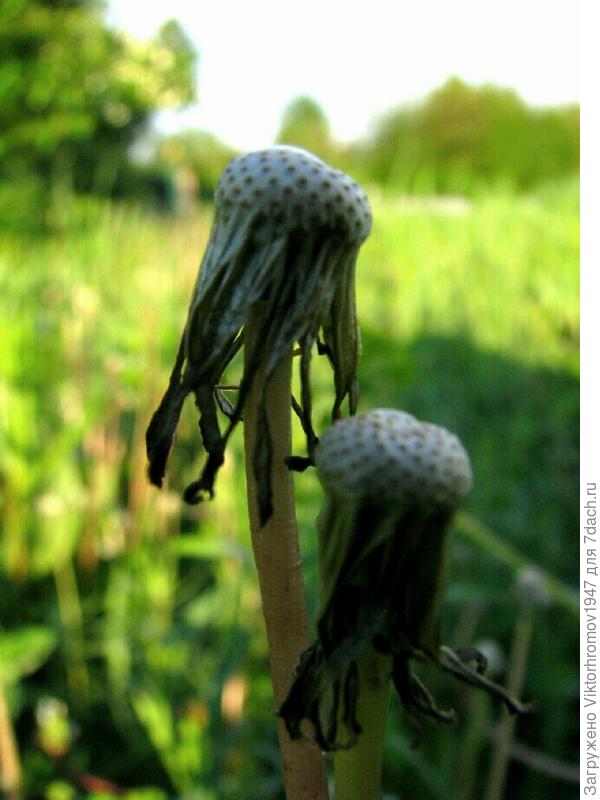 Дачные мысли в слух.