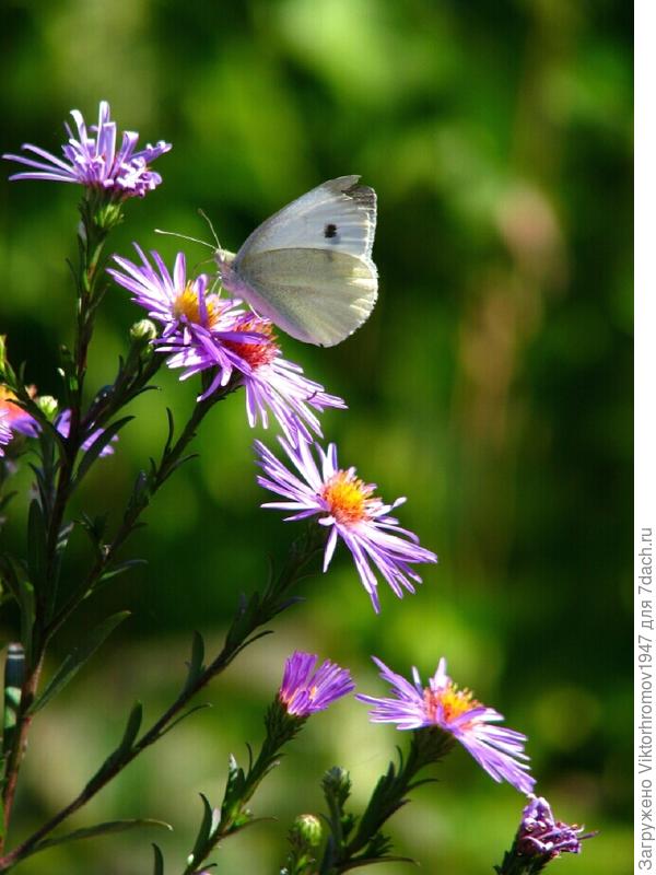 Порхающая бабочка