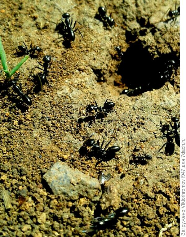 Муравьи под яблоней.