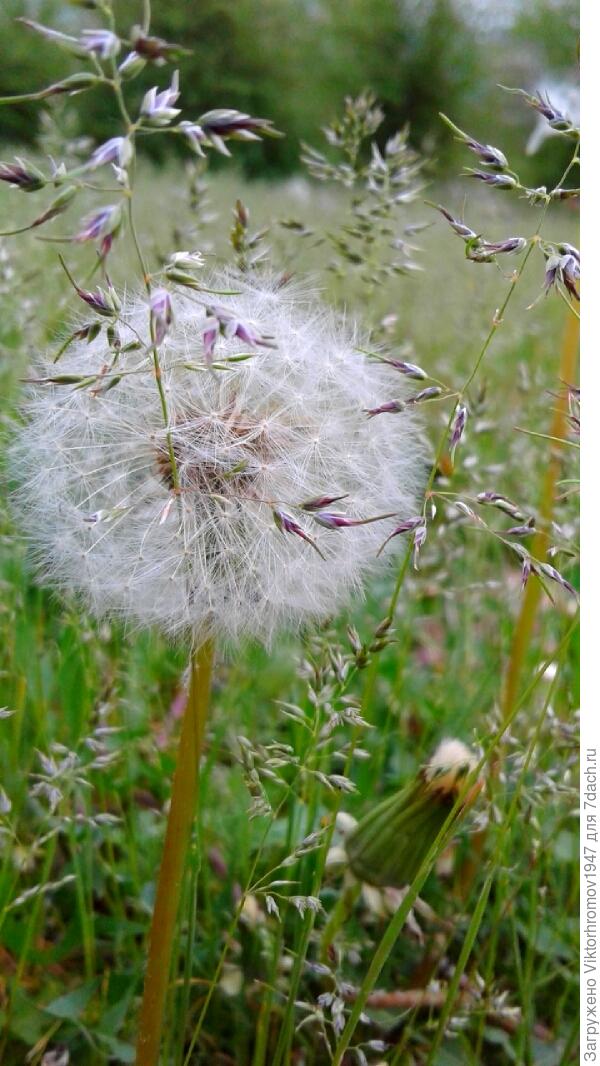 СТРЕМИТЕЛЬНА И ПРЕКРАСНА!