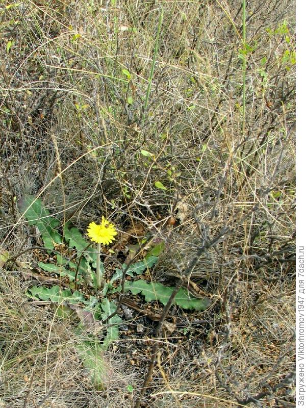 ГОРДЫЙ ОДУВАНЧИК