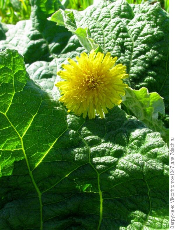 Сквозь листья лопуха.