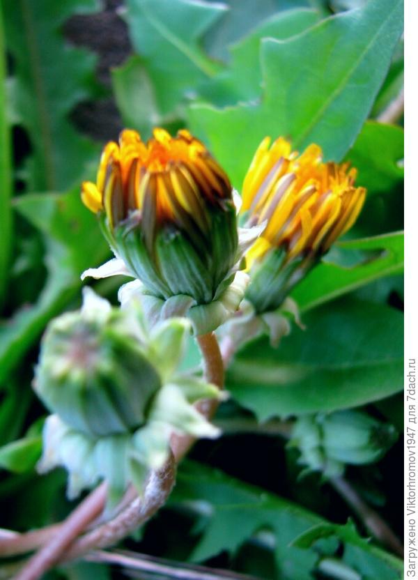 И покажем свою красоту!